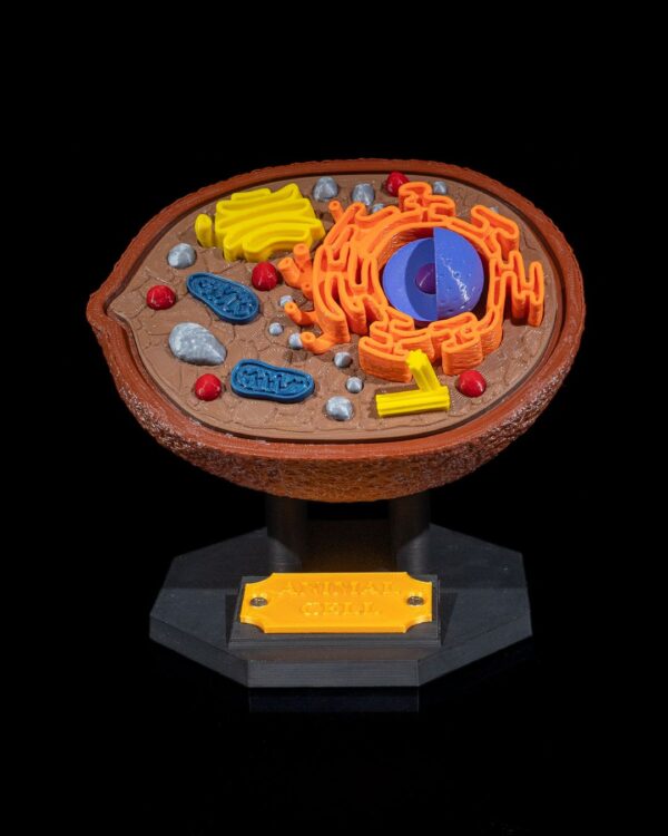 Animal Cell Model - Educational Tool - Image 9