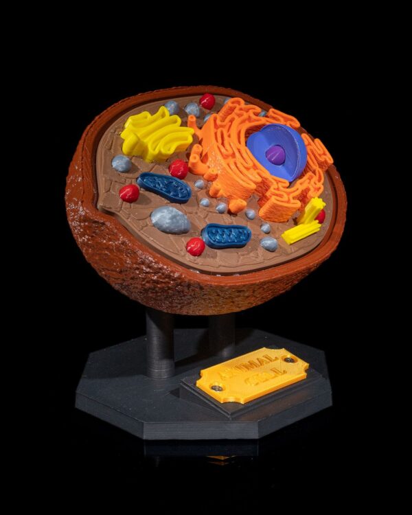 Animal Cell Model - Educational Tool - Image 8