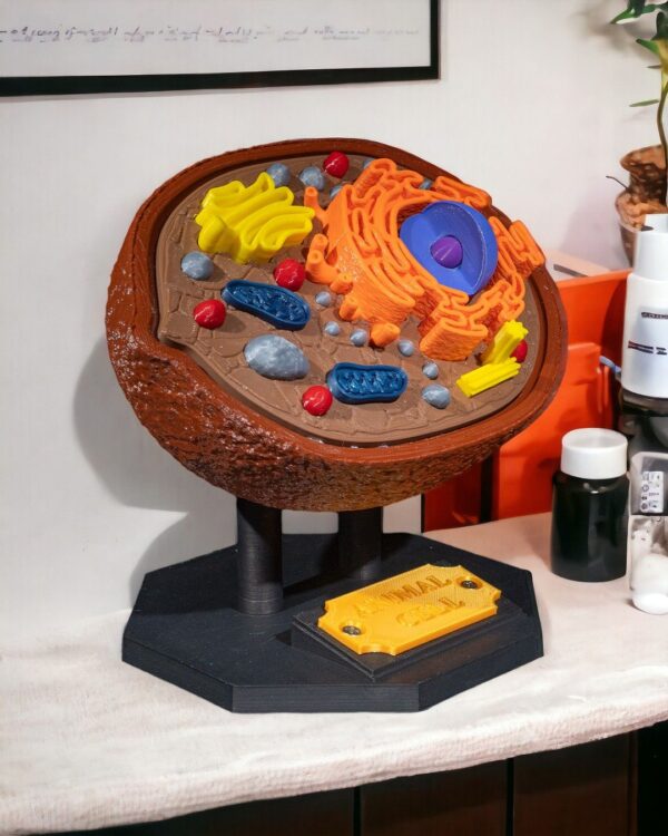 Animal Cell Model - Educational Tool