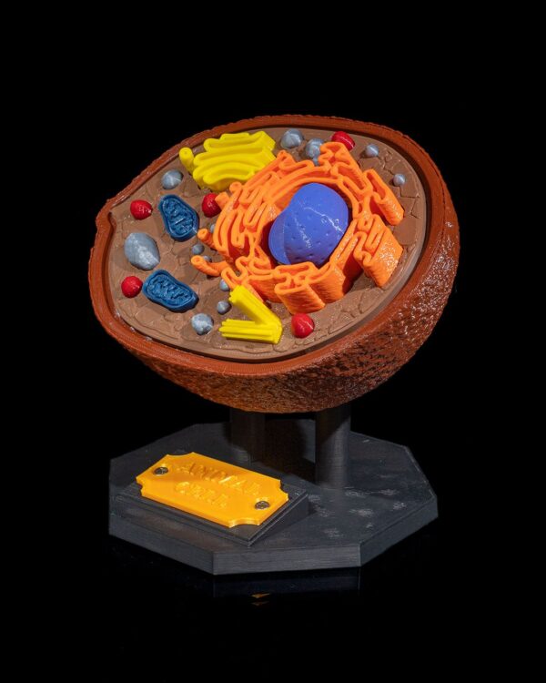 Animal Cell Model - Educational Tool - Image 6