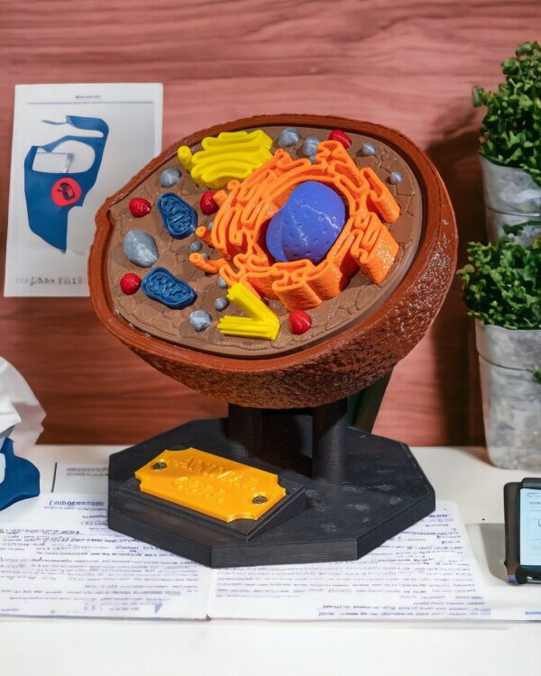 Animal Cell Model - Educational Tool - Image 5