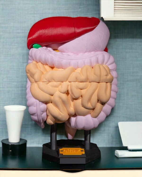 Digestive System Anatomical Model - Educational Tool - Image 10