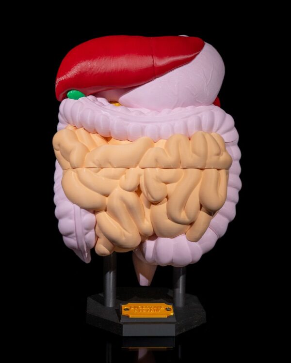 Digestive System Anatomical Model - Educational Tool - Image 11