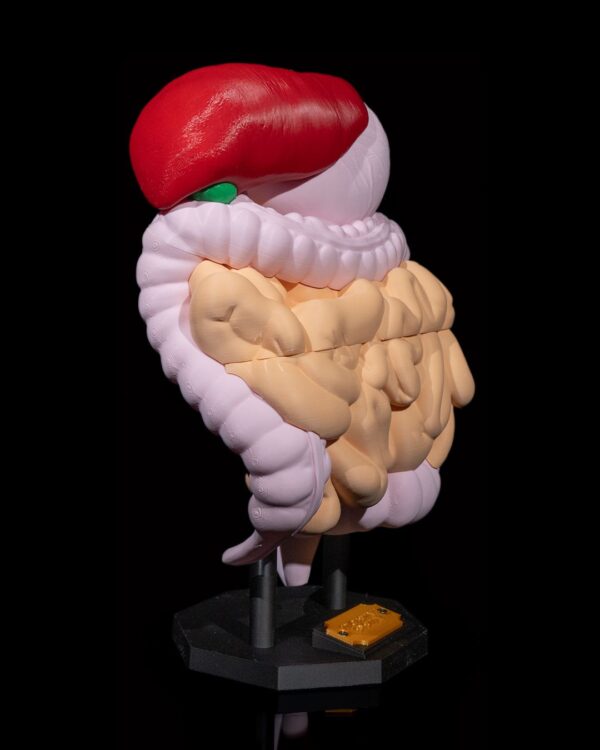 Digestive System Anatomical Model - Educational Tool - Image 9