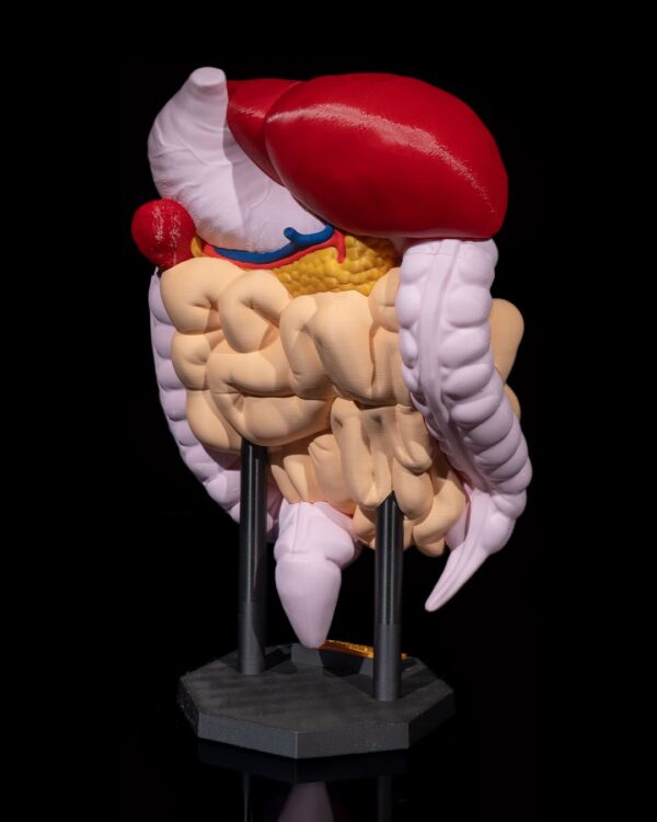 Digestive System Anatomical Model - Educational Tool - Image 8