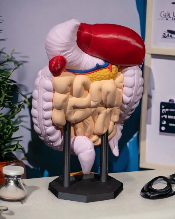 Digestive System Anatomical Model - Educational Tool