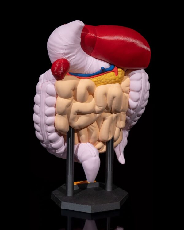 Digestive System Anatomical Model - Educational Tool - Image 7