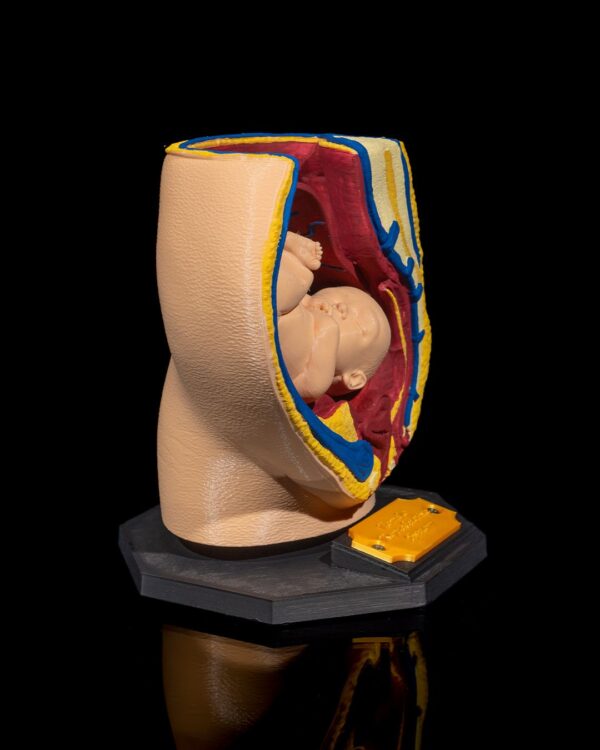 Female Reproduction Model - Educational tool - Image 6