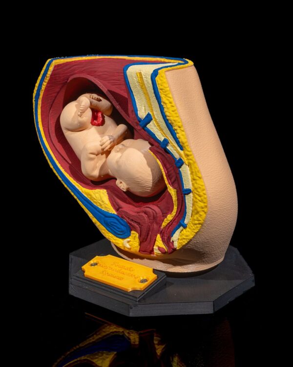 Female Reproduction Model - Educational tool - Image 3