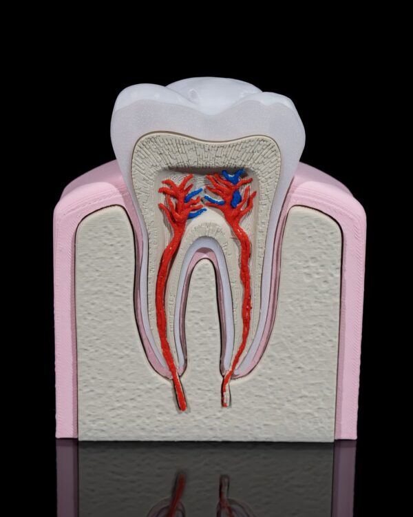 Healthy Premolar Tooth Model - Educational Tools - Image 7