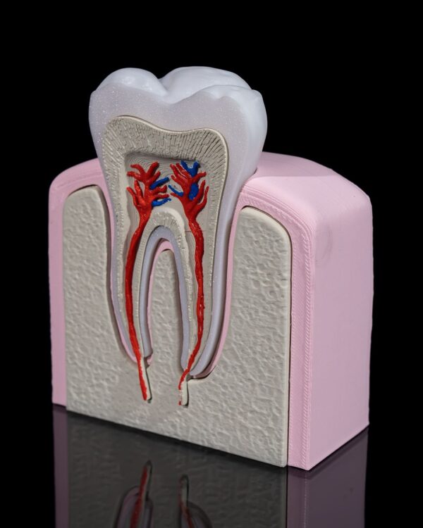 Healthy Premolar Tooth Model - Educational Tools