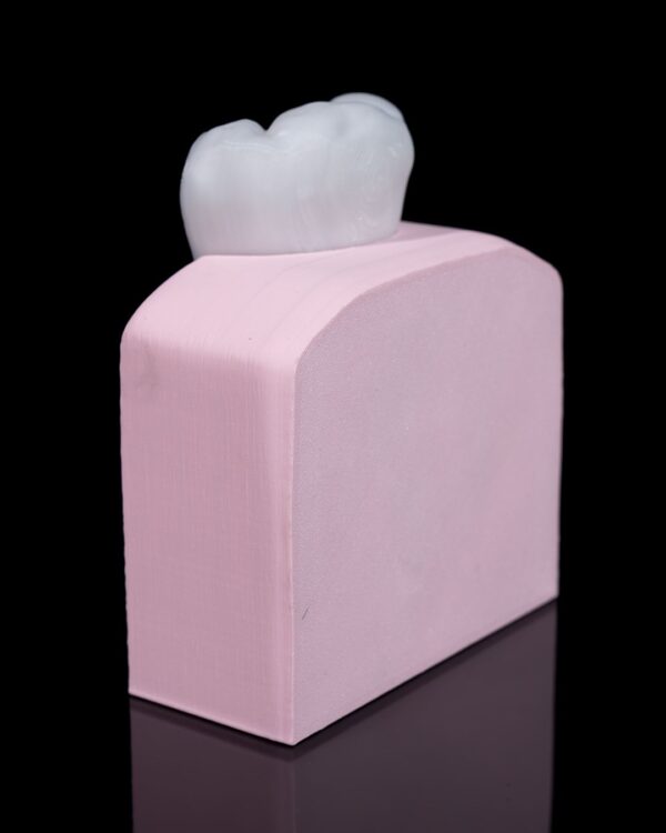 Healthy Premolar Tooth Model - Educational Tools - Image 5