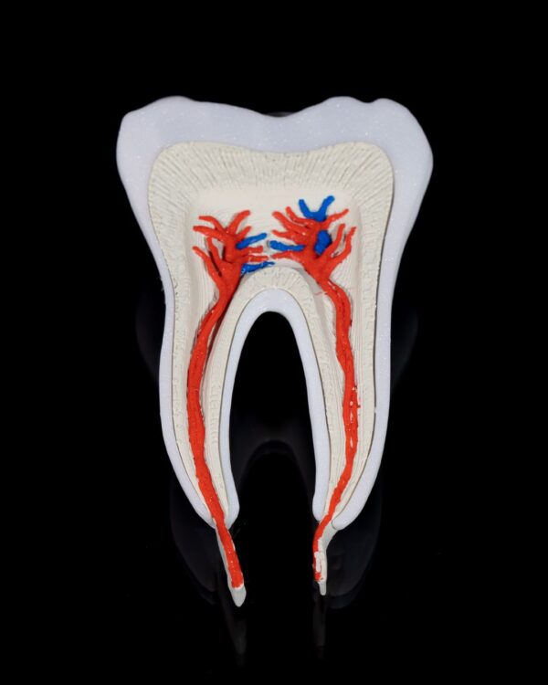 Healthy Premolar Tooth Model - Educational Tools - Image 4