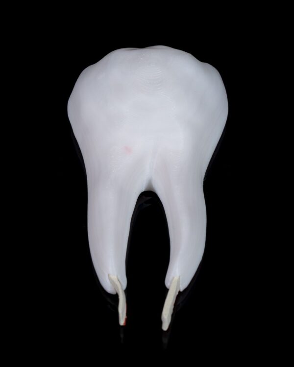 Healthy Premolar Tooth Model - Educational Tools - Image 3