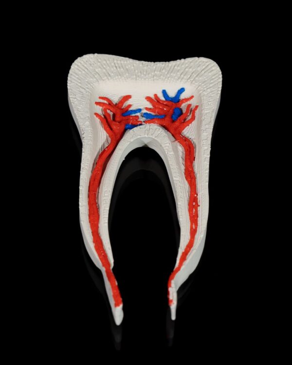 Healthy Premolar Tooth Model - Educational Tools - Image 2