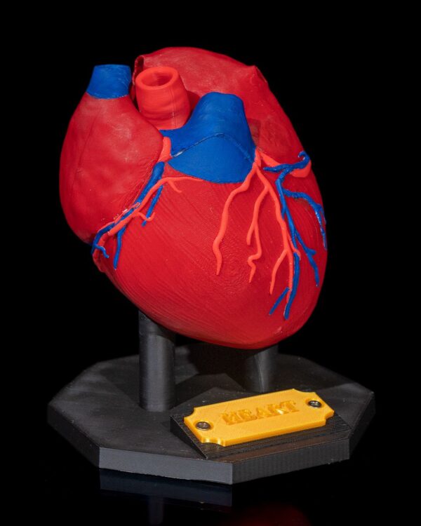 Heart Anatomical Model - Educational Tool - Image 11