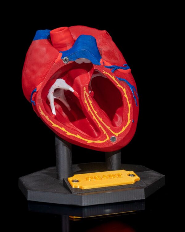 Heart Anatomical Model - Educational Tool - Image 10