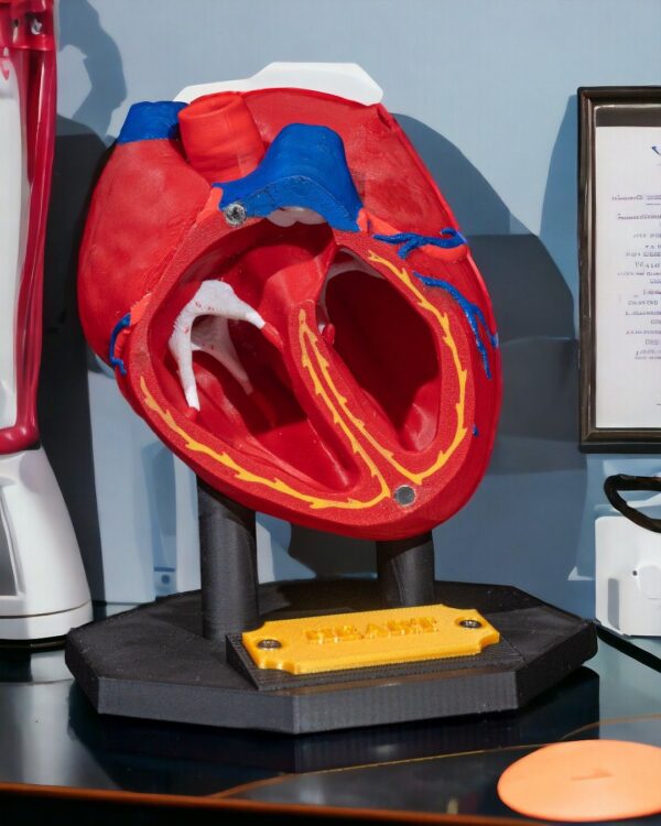 Heart Anatomical Model - Educational Tool