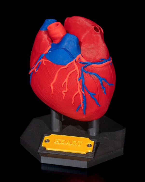 Heart Anatomical Model - Educational Tool - Image 8