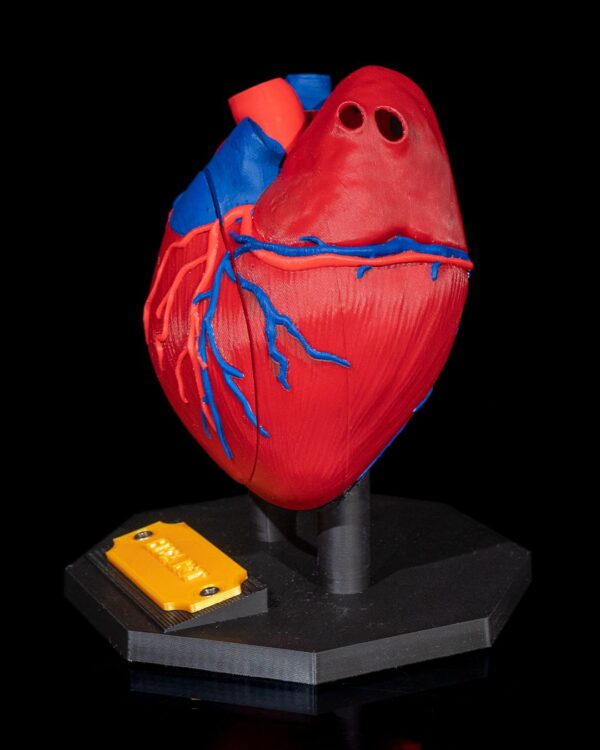 Heart Anatomical Model - Educational Tool - Image 7