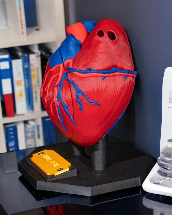 Heart Anatomical Model - Educational Tool - Image 6