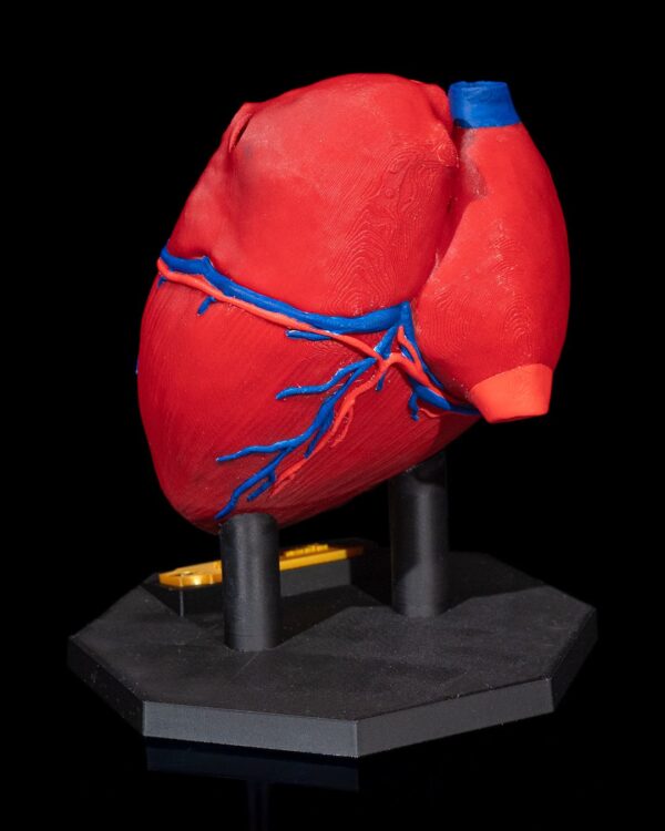 Heart Anatomical Model - Educational Tool - Image 5