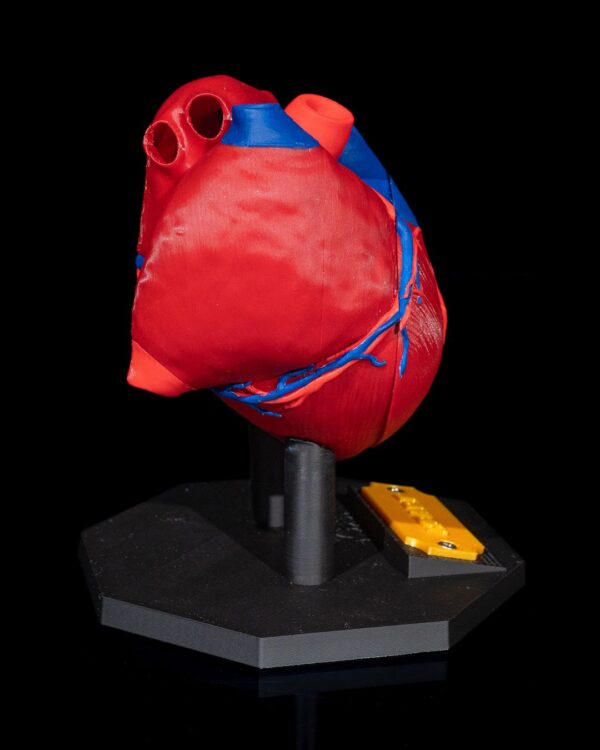 Heart Anatomical Model - Educational Tool - Image 4