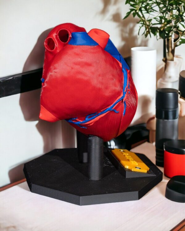 Heart Anatomical Model - Educational Tool - Image 3