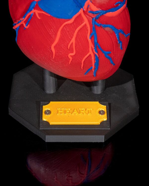 Heart Anatomical Model - Educational Tool - Image 2