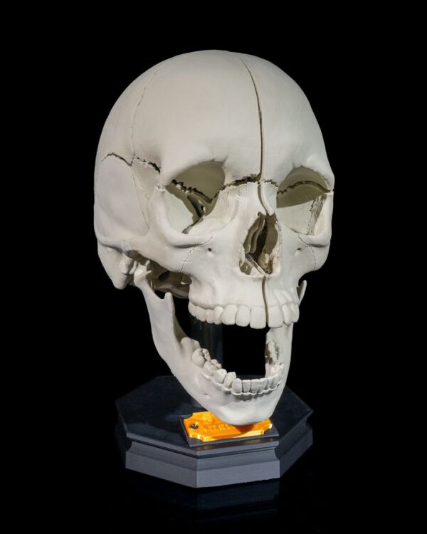 Human Adult Skull Model - Educational Tool