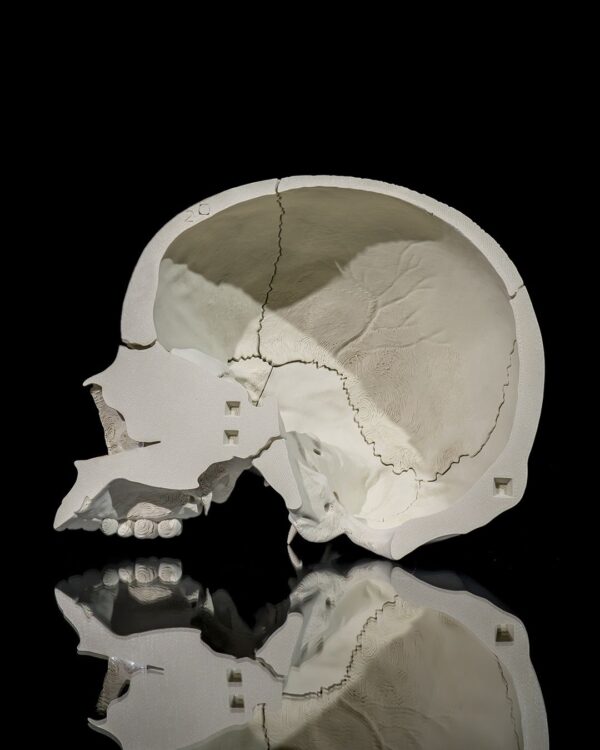 Human Adult Skull Model - Educational Tool - Image 6