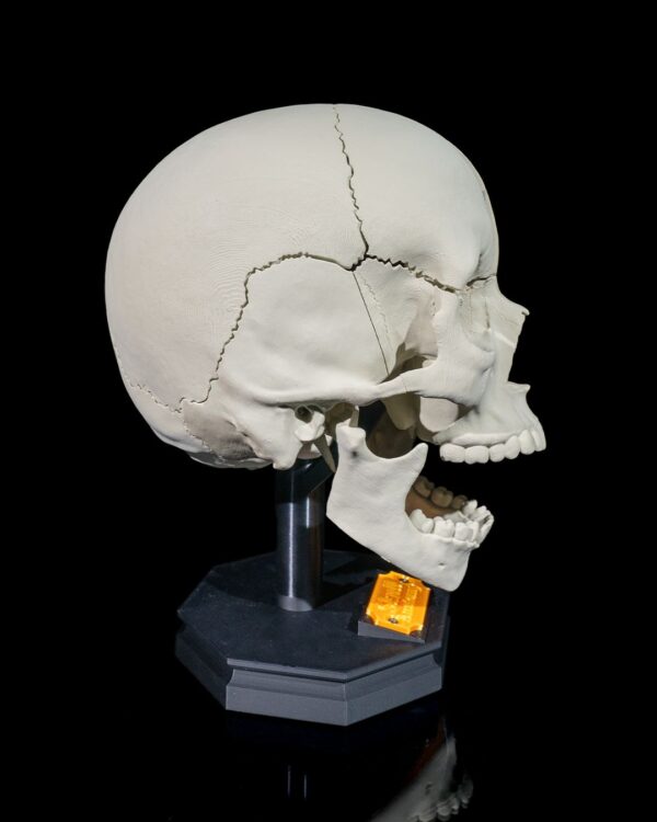 Human Adult Skull Model - Educational Tool - Image 5