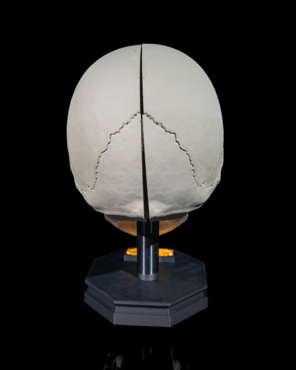 Human Adult Skull Model - Educational Tool - Image 4