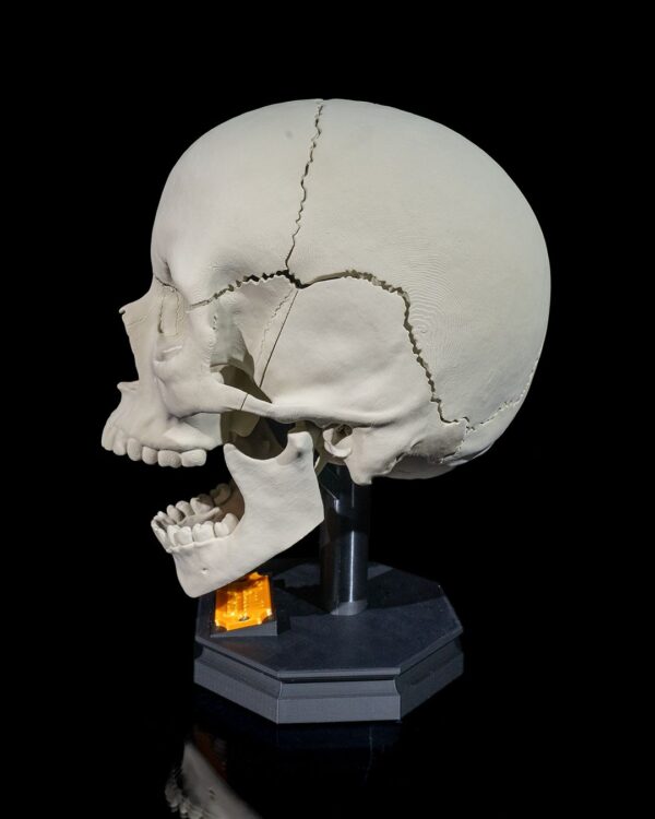 Human Adult Skull Model - Educational Tool - Image 3