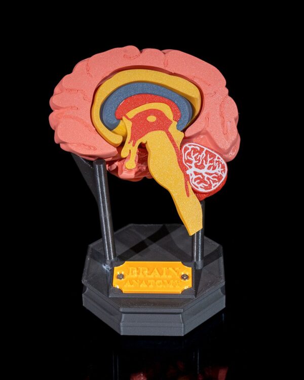 Human Brain Model - Educational Tool - Image 8