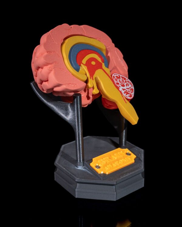 Human Brain Model - Educational Tool - Image 7