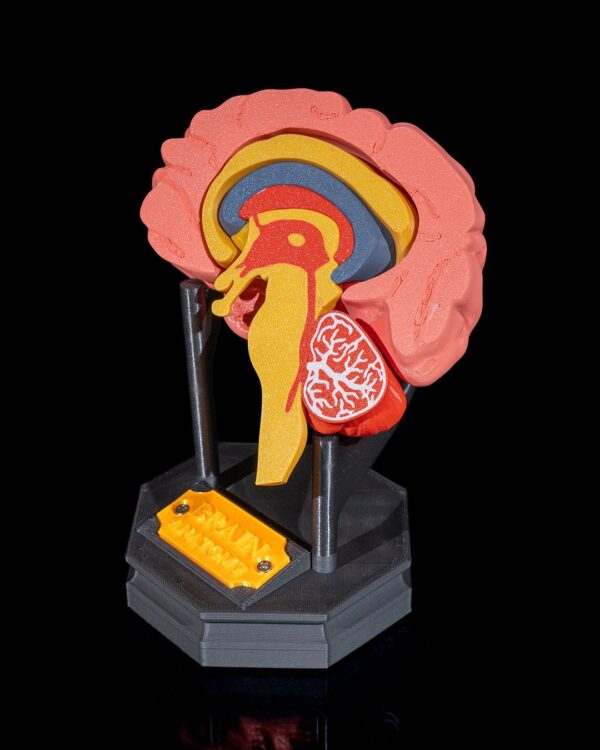 Human Brain Model - Educational Tool - Image 6