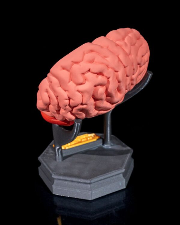 Human Brain Model - Educational Tool - Image 5