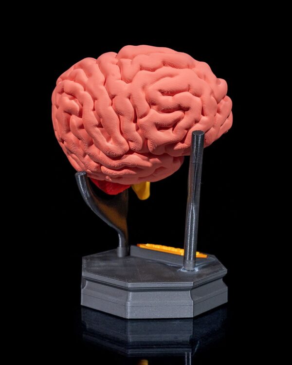 Human Brain Model - Educational Tool