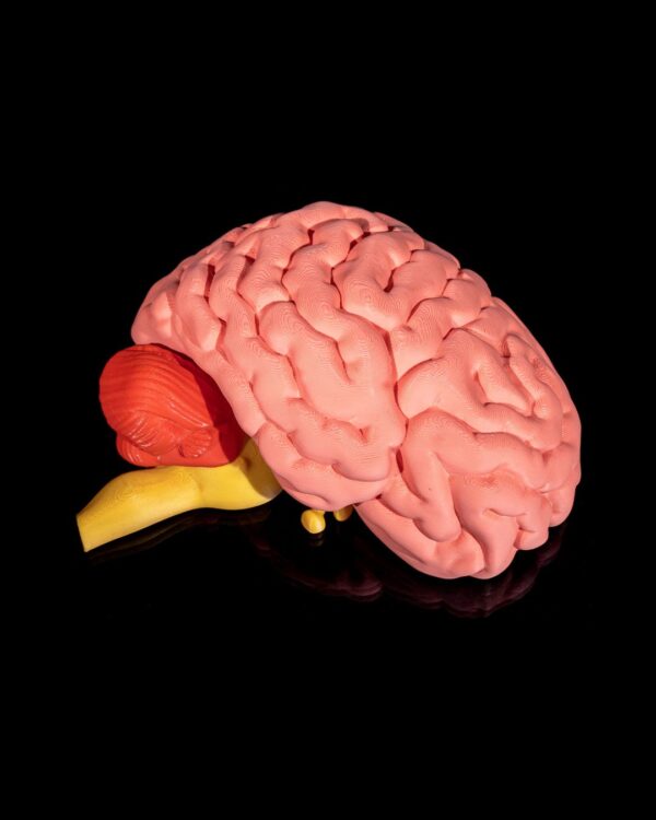 Human Brain Model - Educational Tool - Image 3