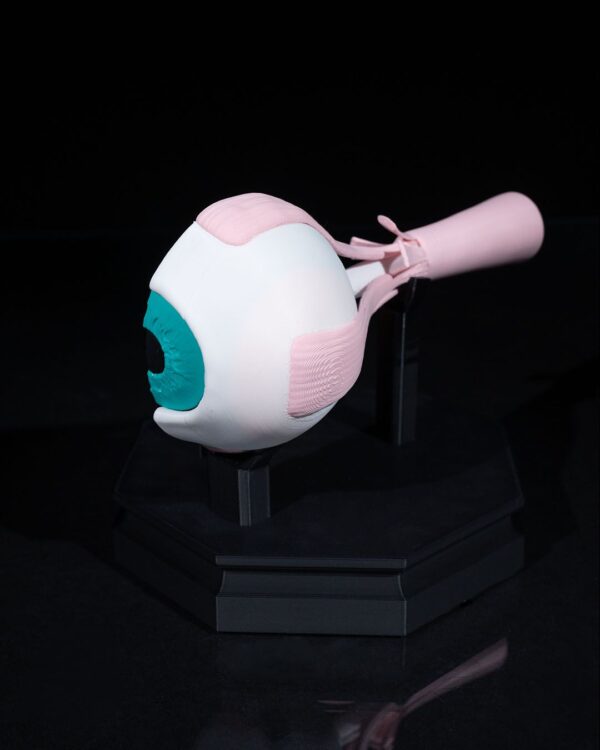 Human Eye Model - Educational Tool - Image 3