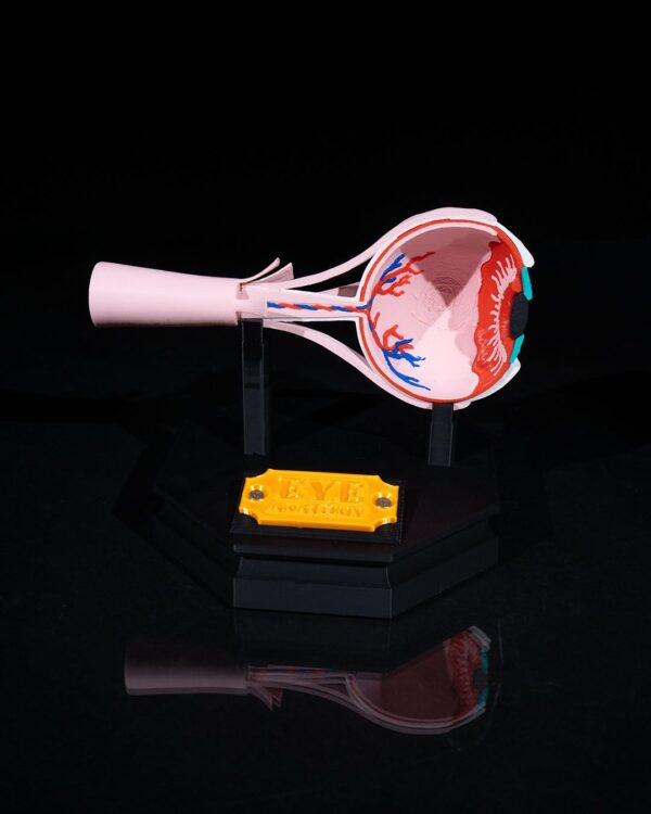 Human Eye Model - Educational Tool