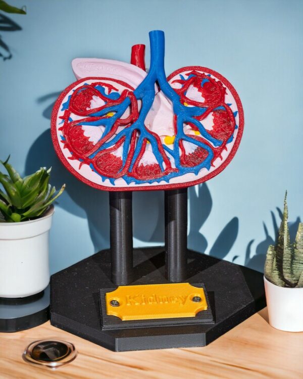 Kidney Model - Educational Tool - Image 9