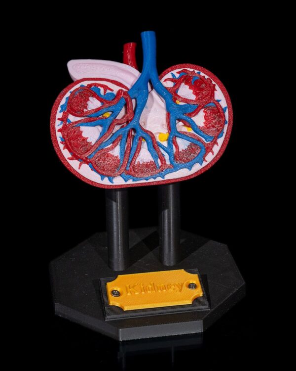 Kidney Model - Educational Tool - Image 8