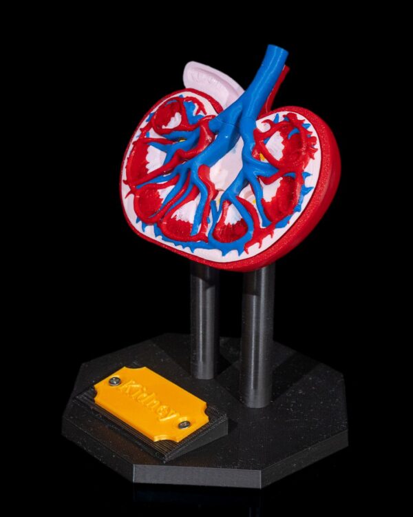 Kidney Model - Educational Tool - Image 7