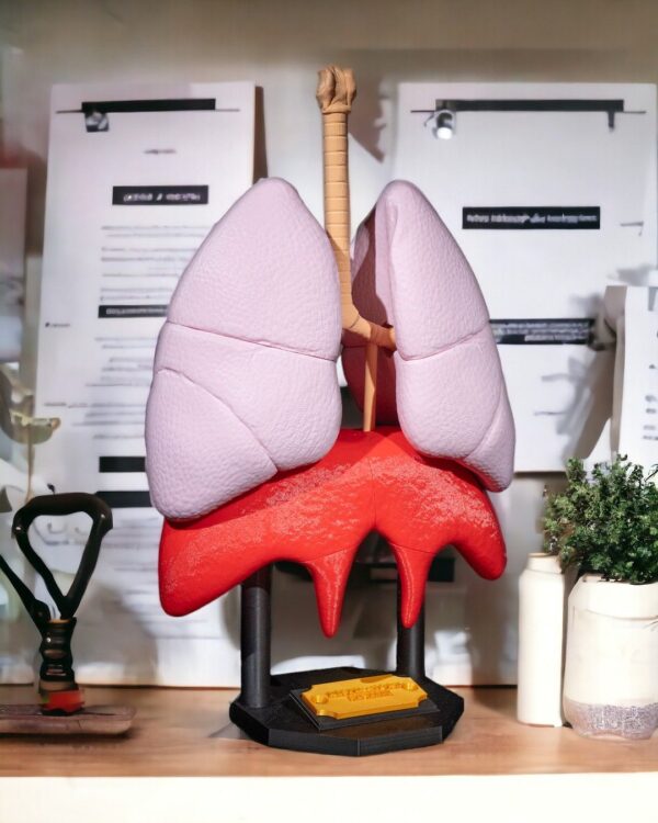 Lung Anatomical Model - Educational Tool - Image 9