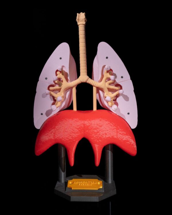 Lung Anatomical Model - Educational Tool - Image 8