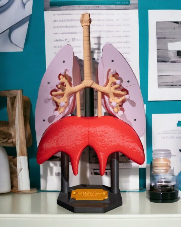 Lung Anatomical Model - Educational Tool