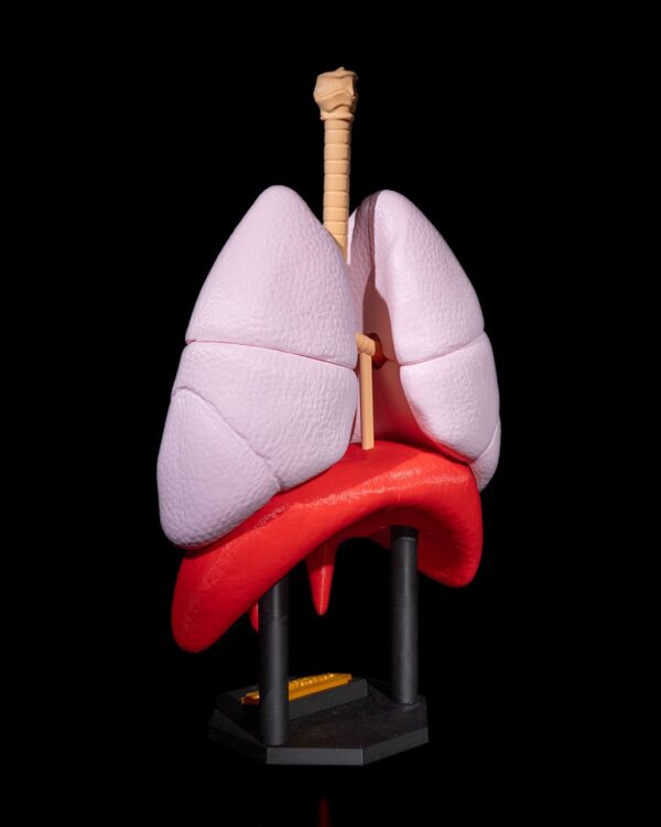 Lung Anatomical Model - Educational Tool - Image 6