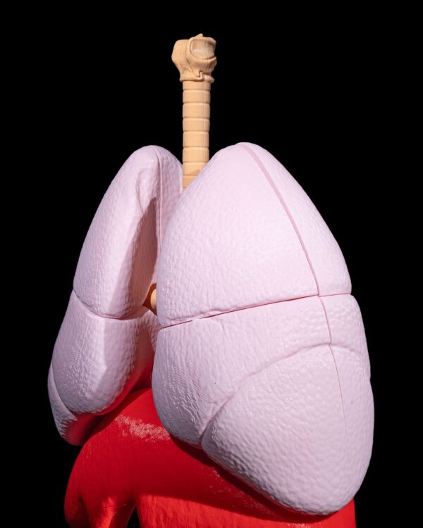 Lung Anatomical Model - Educational Tool - Image 4